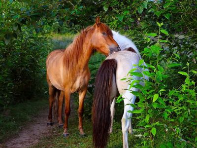 Poneys et Chevaux à vendre